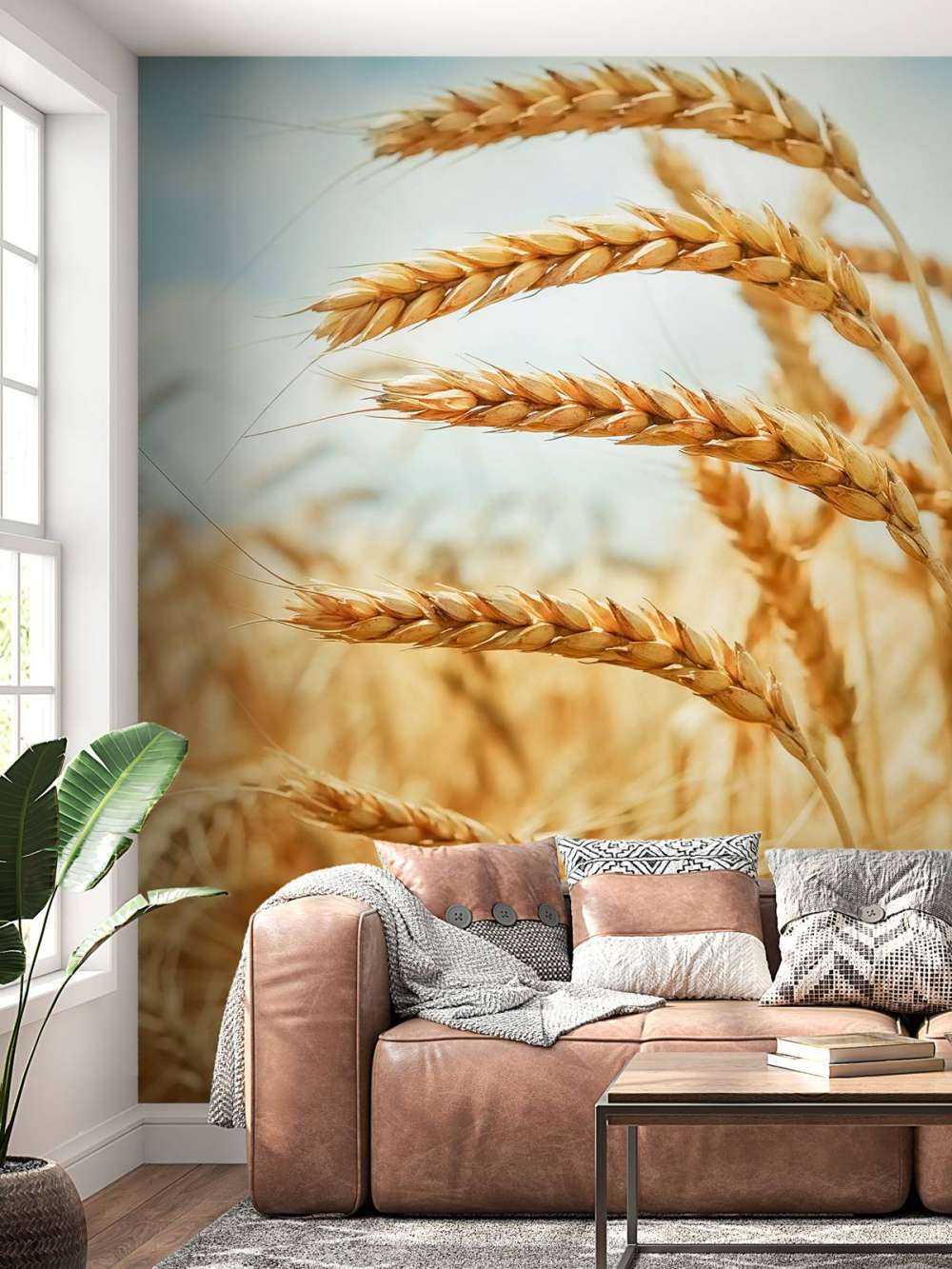 Nærbilde av en kornplante