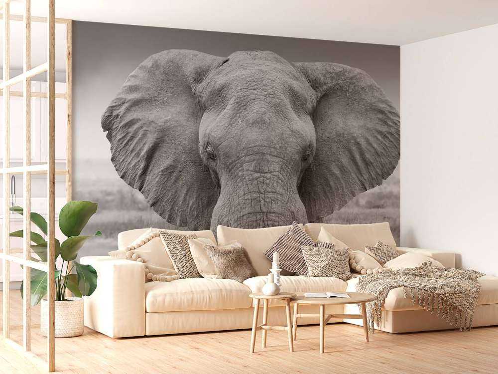 Elefant svart og hvitt