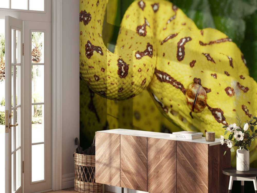 Nærbilde Tree Python