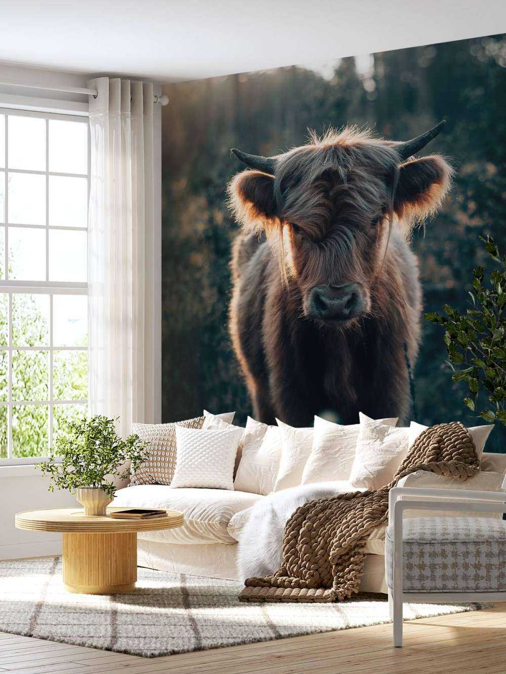 Young Scottish highlander