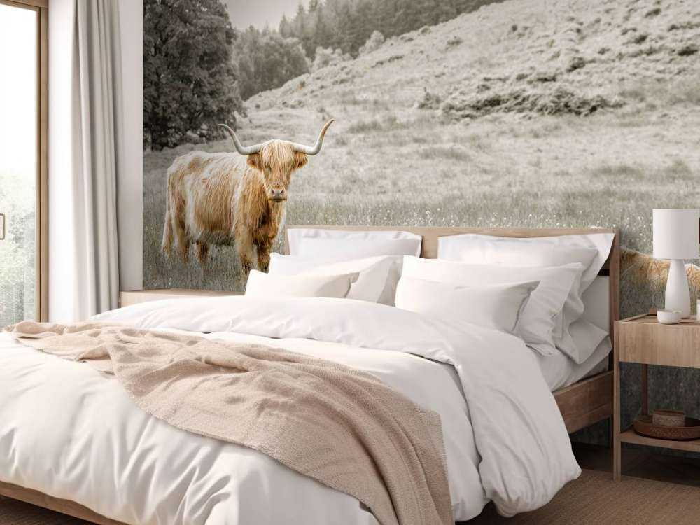 Skotsk highlander med kalv