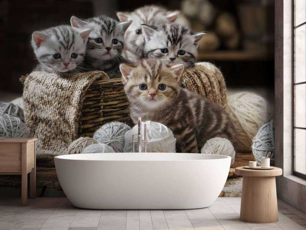Kattungar med ull