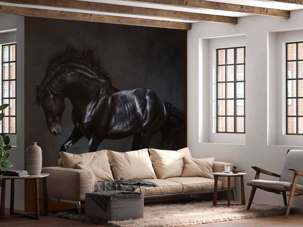Svart hingst