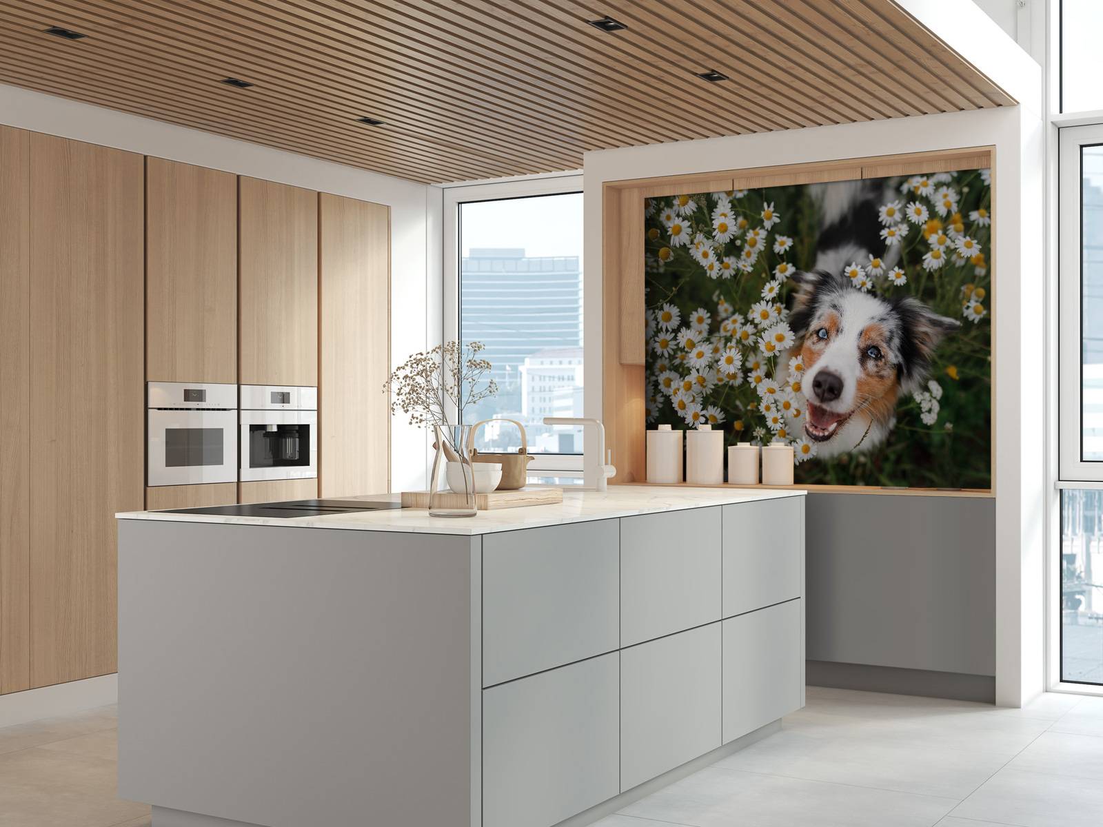 Australsk gjeter blant blomster
