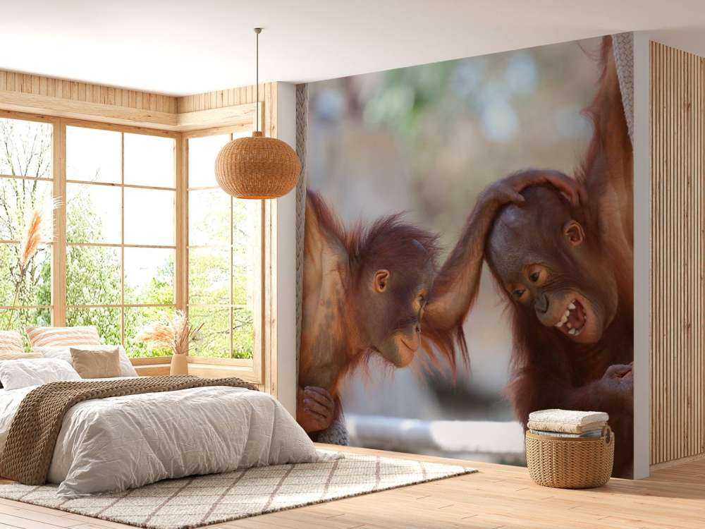 Baby orangutanger