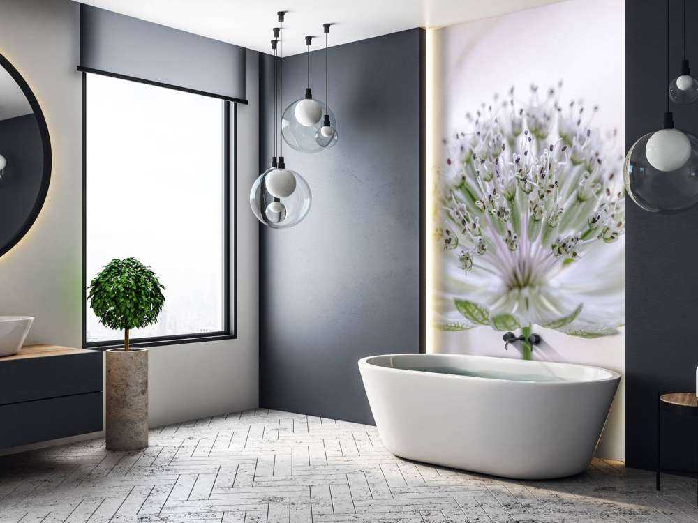 Astrantia