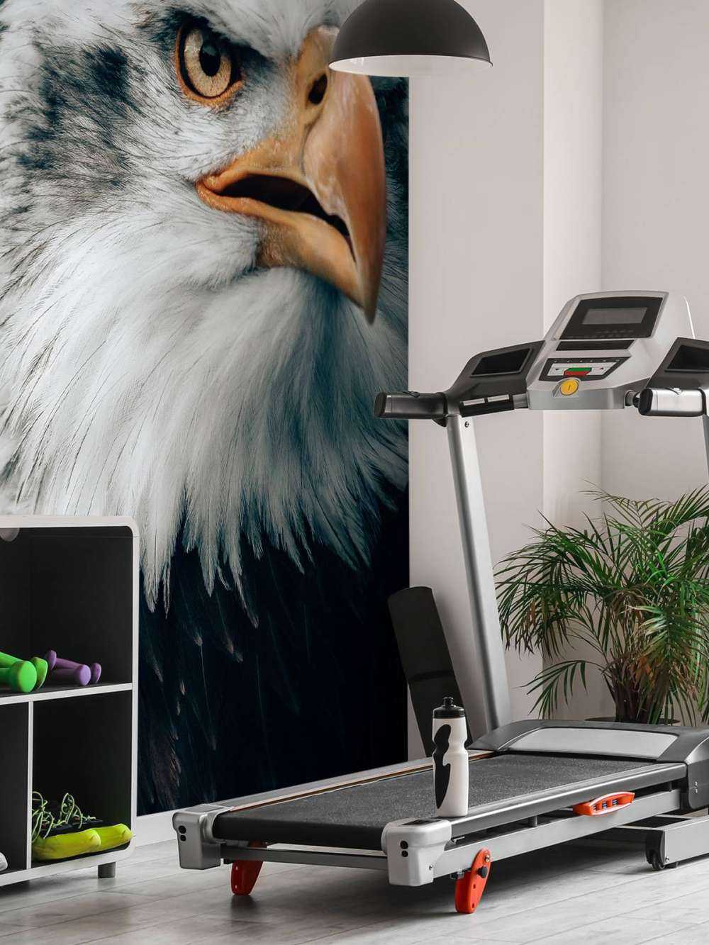 Havørn, der kigger på havet