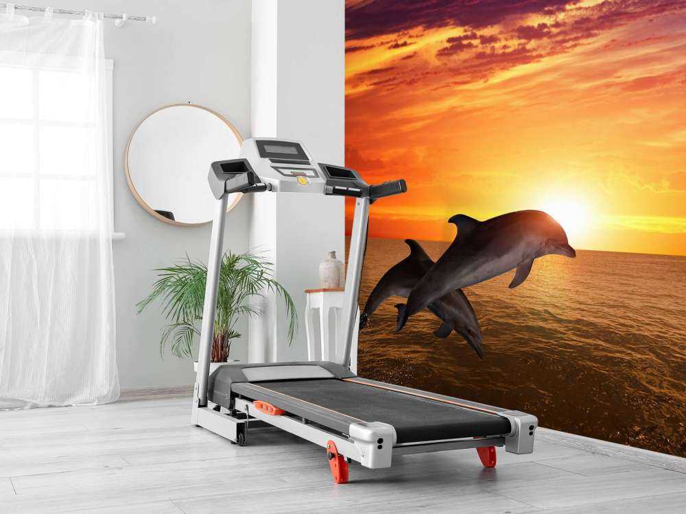 Delfiner i aftensolen