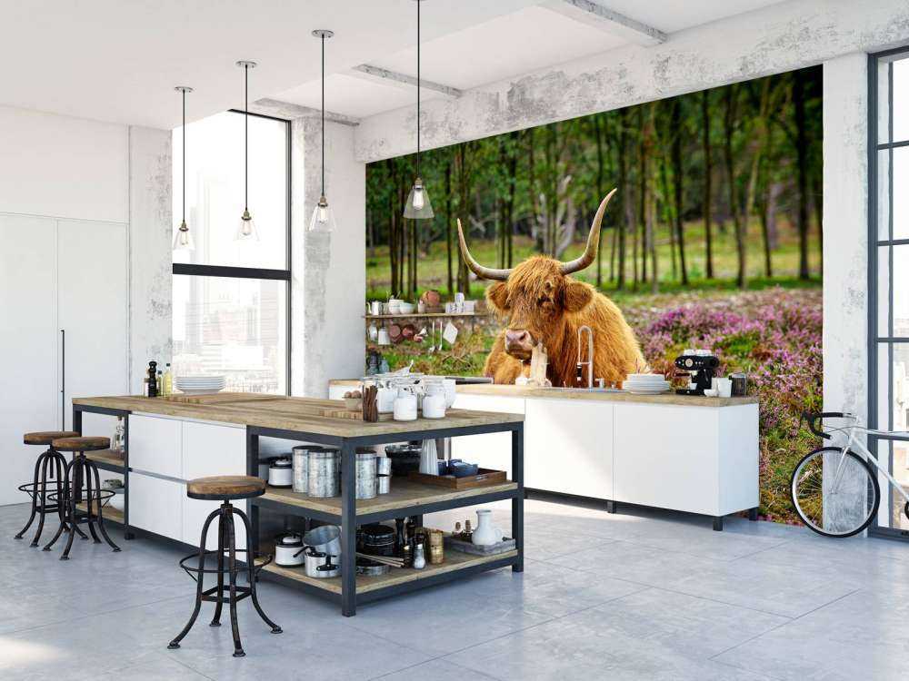 Skotsk højlander mellem lilla lyng