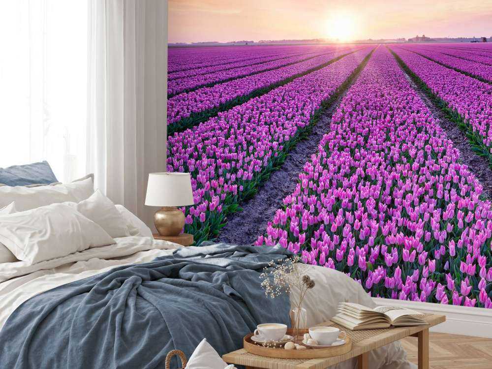Tulipanmark ved solopgang
