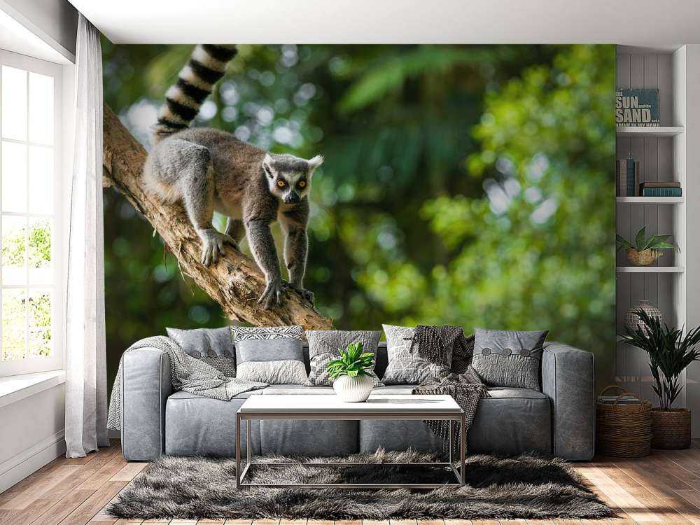 Ring-tailed ape i et tre