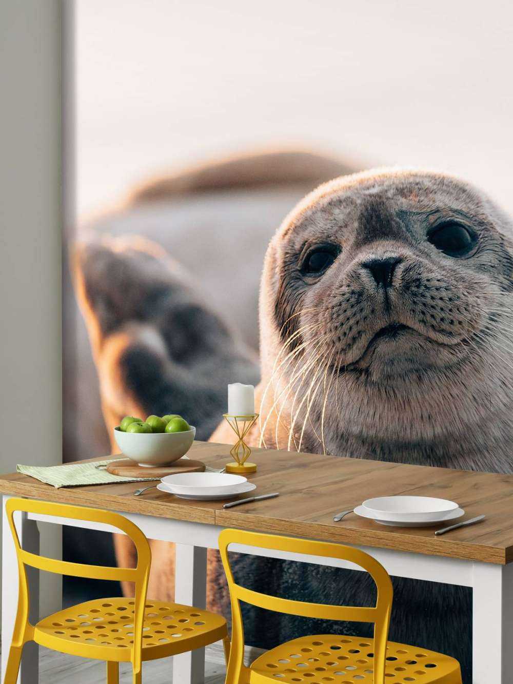 Sel på strand i kveldslys