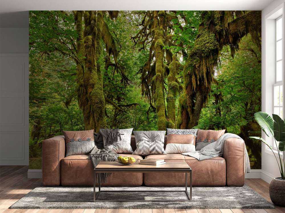 Gammal vildmarksskog