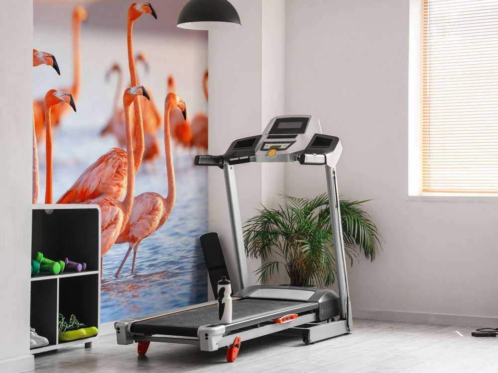 Stirande flamingos