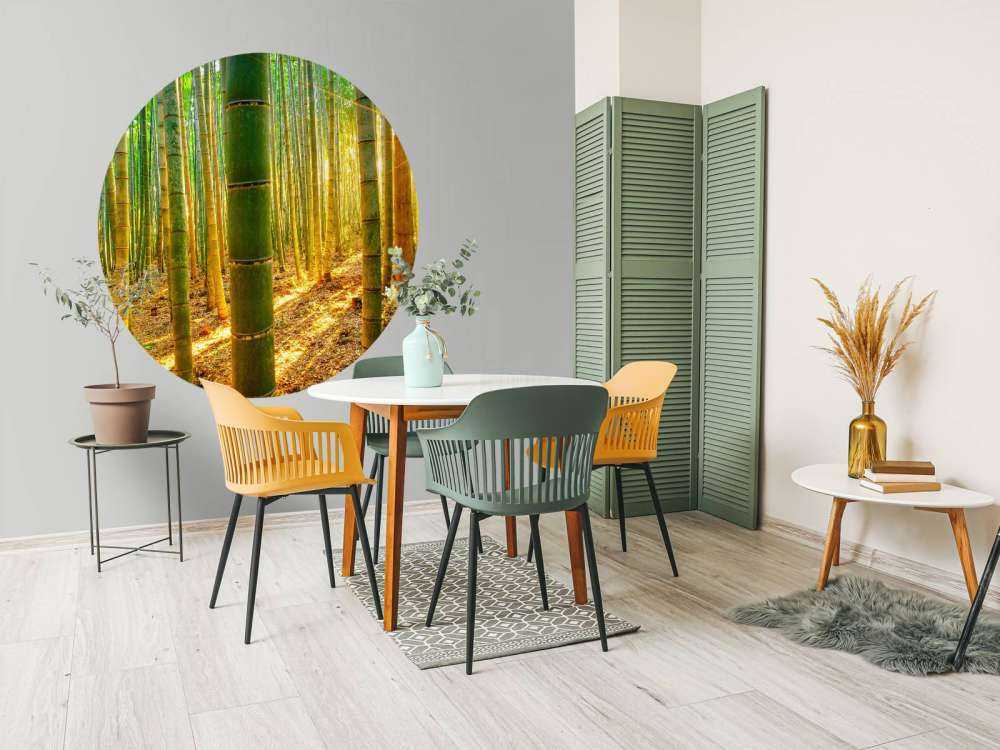 Bambuskog i soluppgång