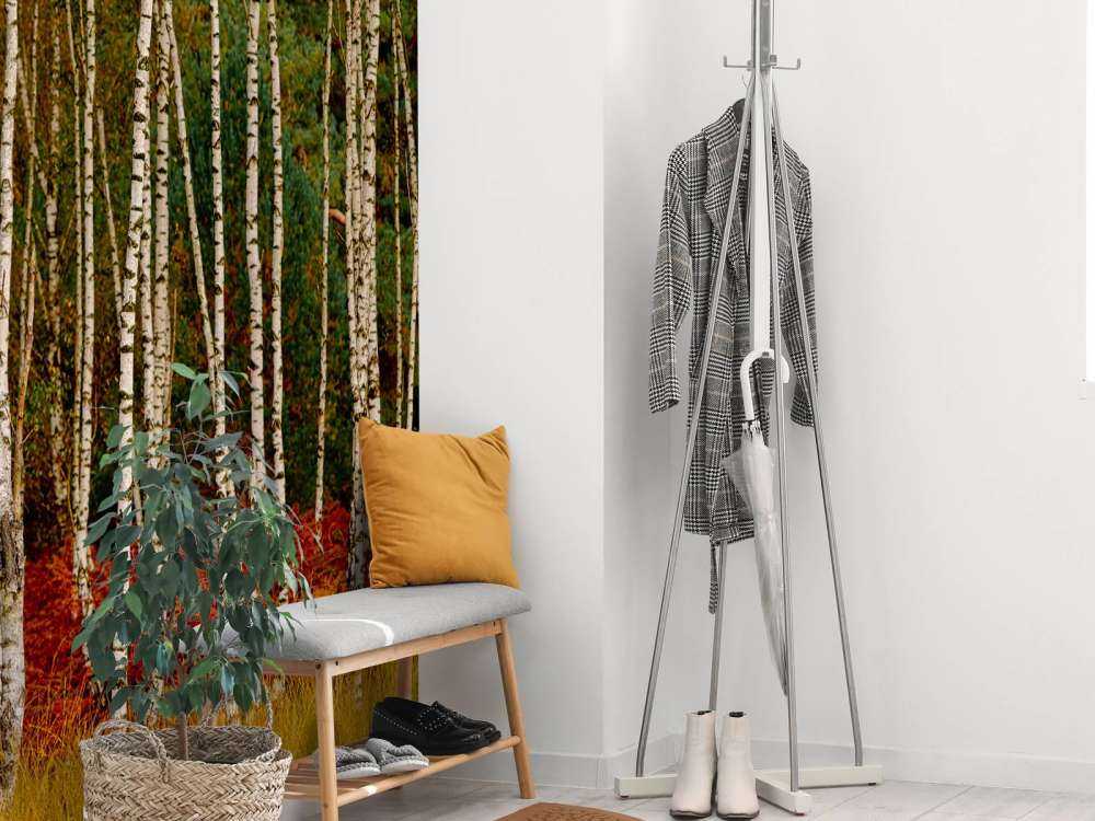 Björkträd i utkanten av skogen