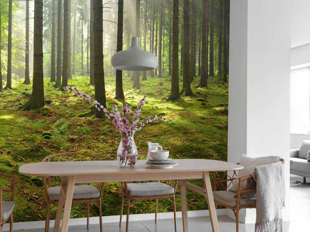 Granskog med solljus