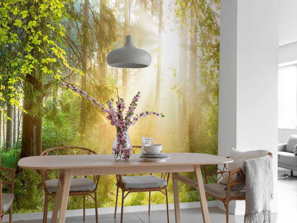 Skoglandskap på soluppgång