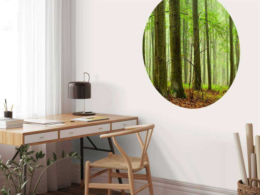 Skog av bokträd
