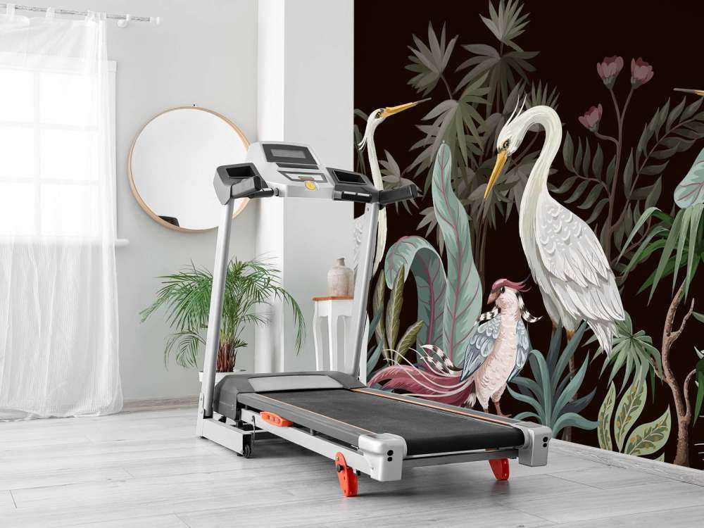 Sierlijke kraanvogels