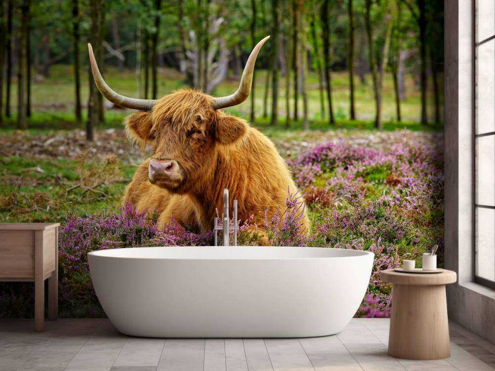 Skotsk højlander mellem lilla lyng