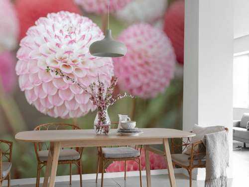 Pink dahlia blomster
