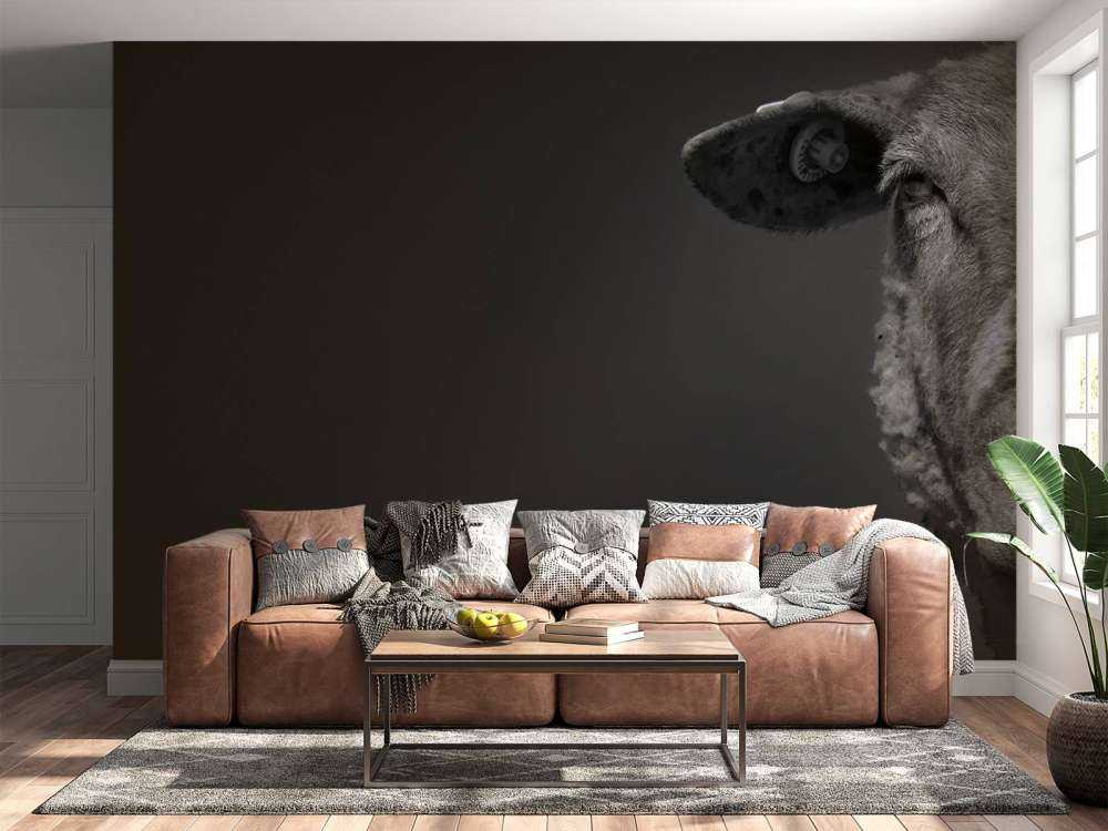 Nærbilde sauer svart og hvitt