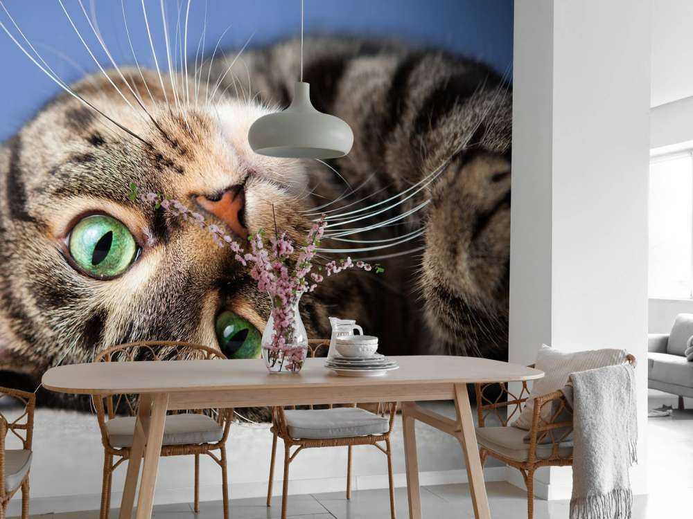 Rullende katt