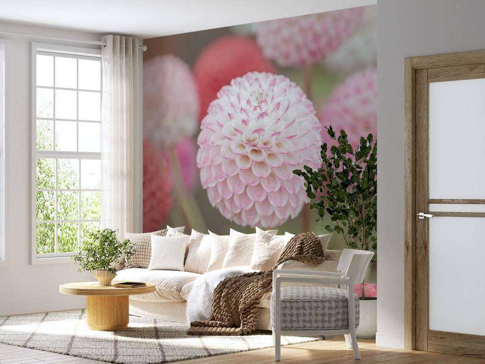 Pink dahlia blomster