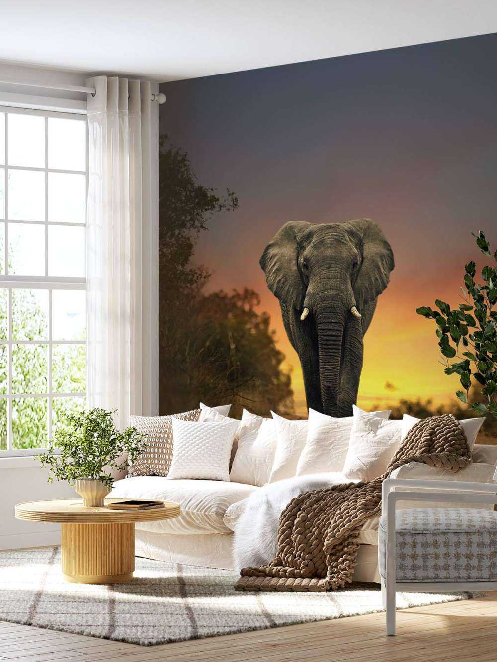 Elefant i solnedgangen