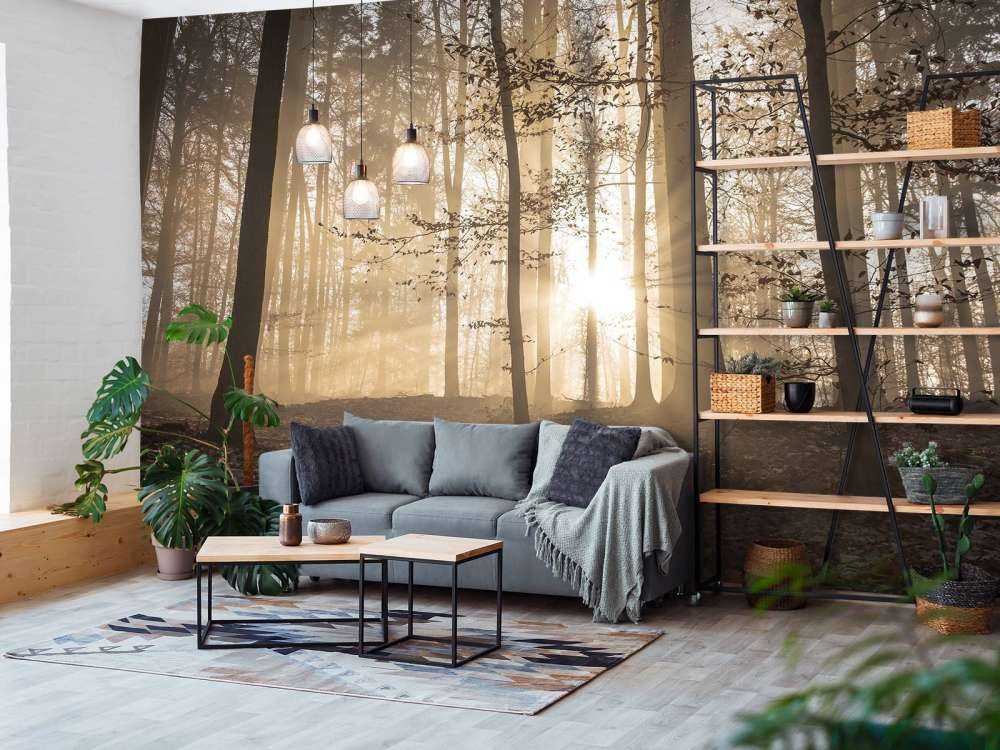 Solskin i en tåget skov