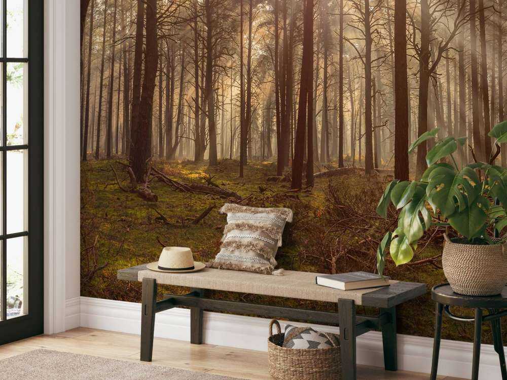 Skov med høje træer