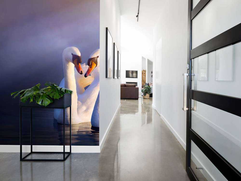 Elsker par hvide svaner