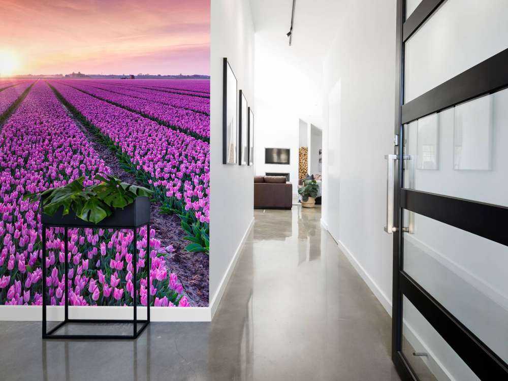 Tulipanmark ved solopgang