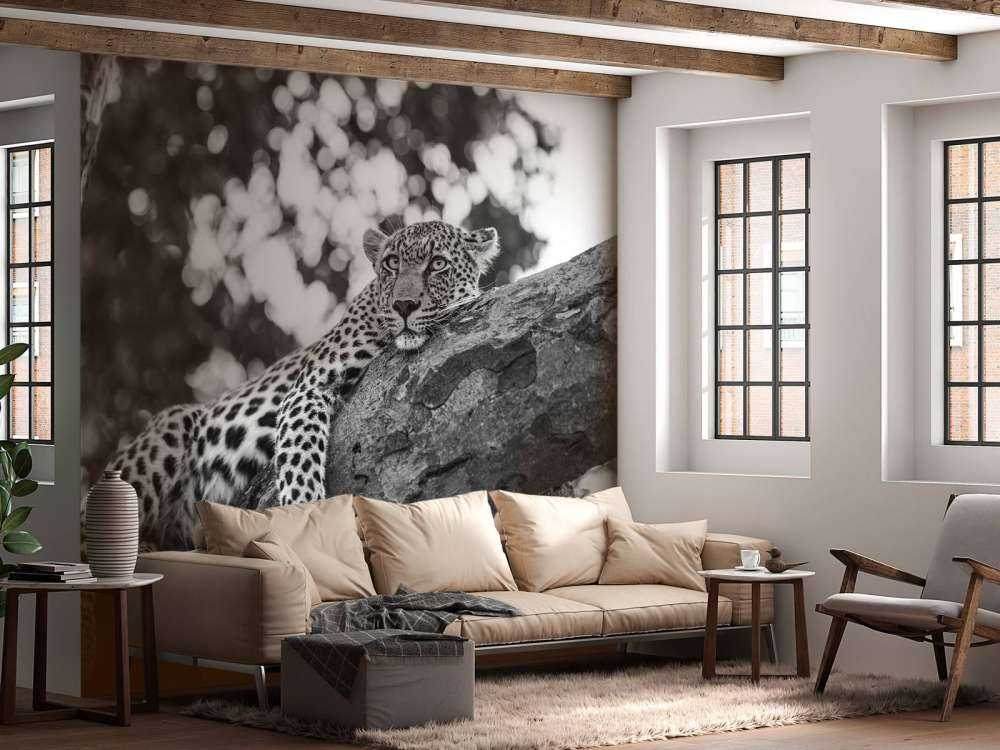 Leopard i hvile