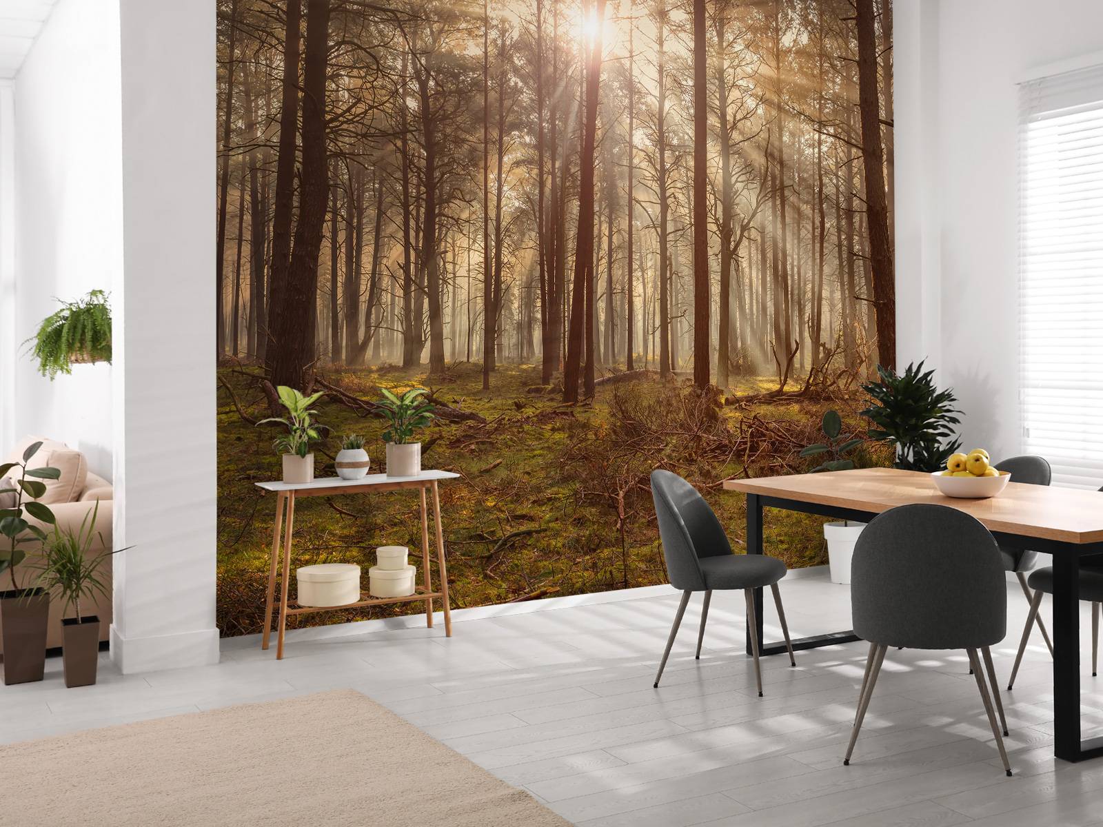 Skog med höga träd