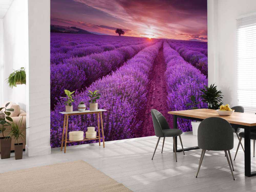 Fält fullt med lavendel