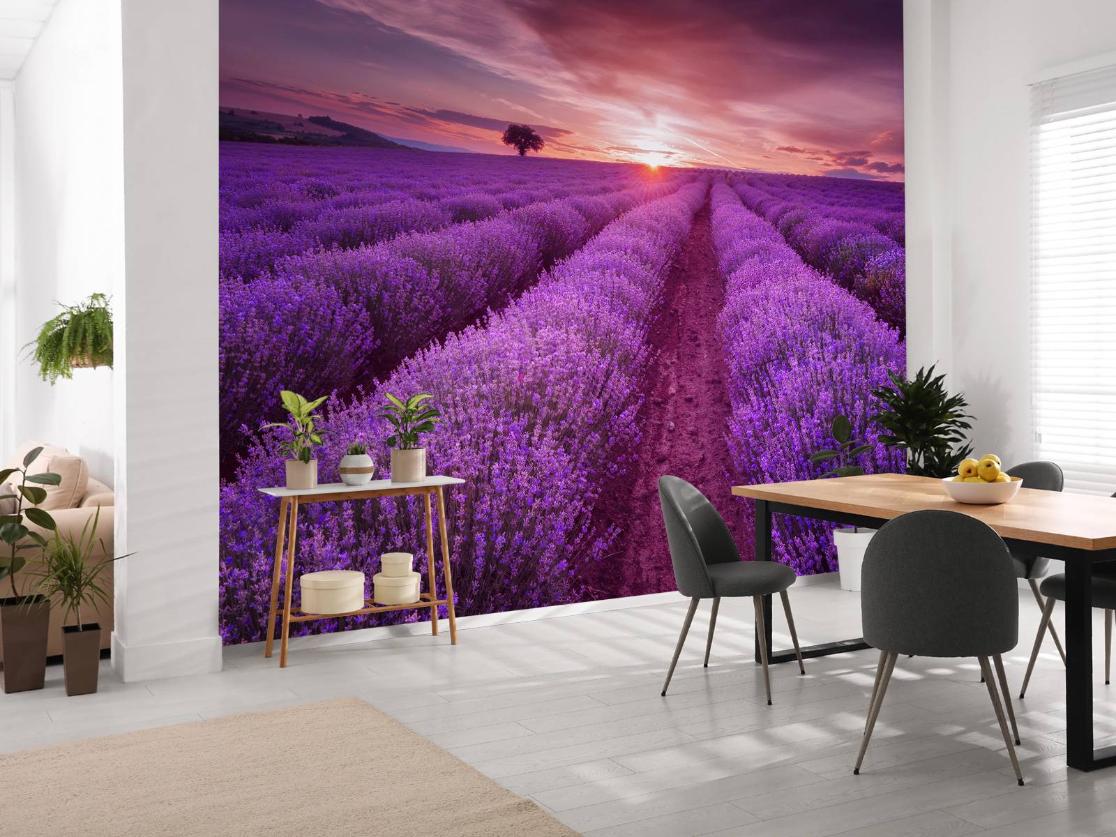 Fält fullt med lavendel