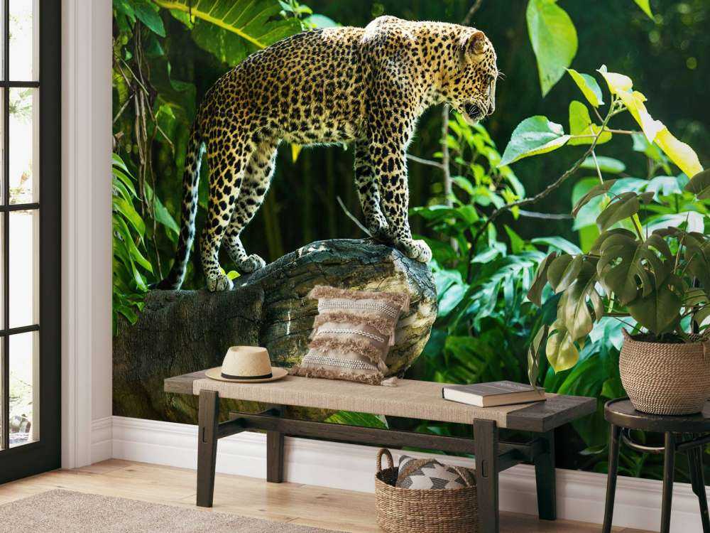 Leopard på en klippa