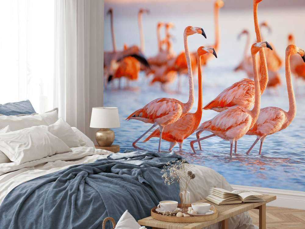 Stirande flamingos