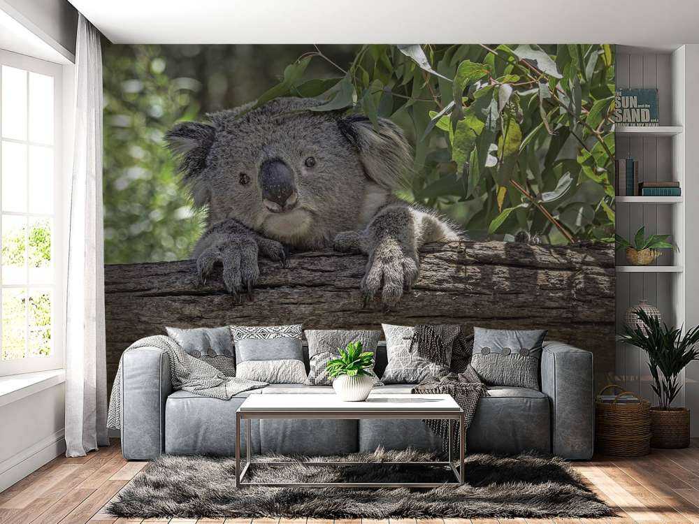 Söt koala
