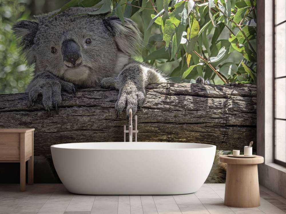 Söt koala