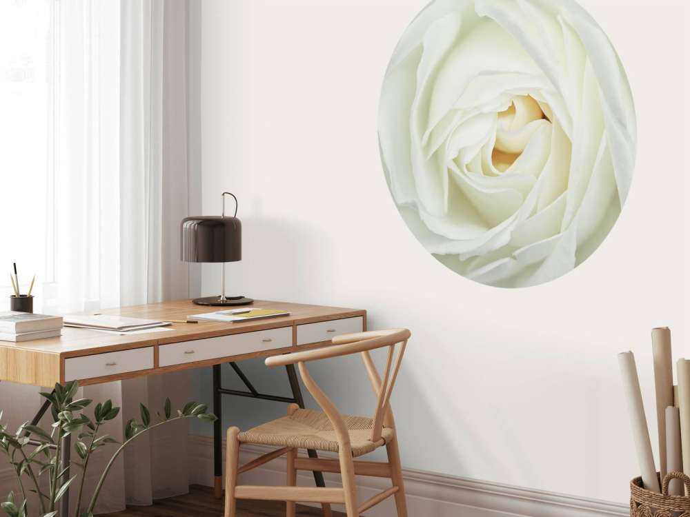 Hvit rose