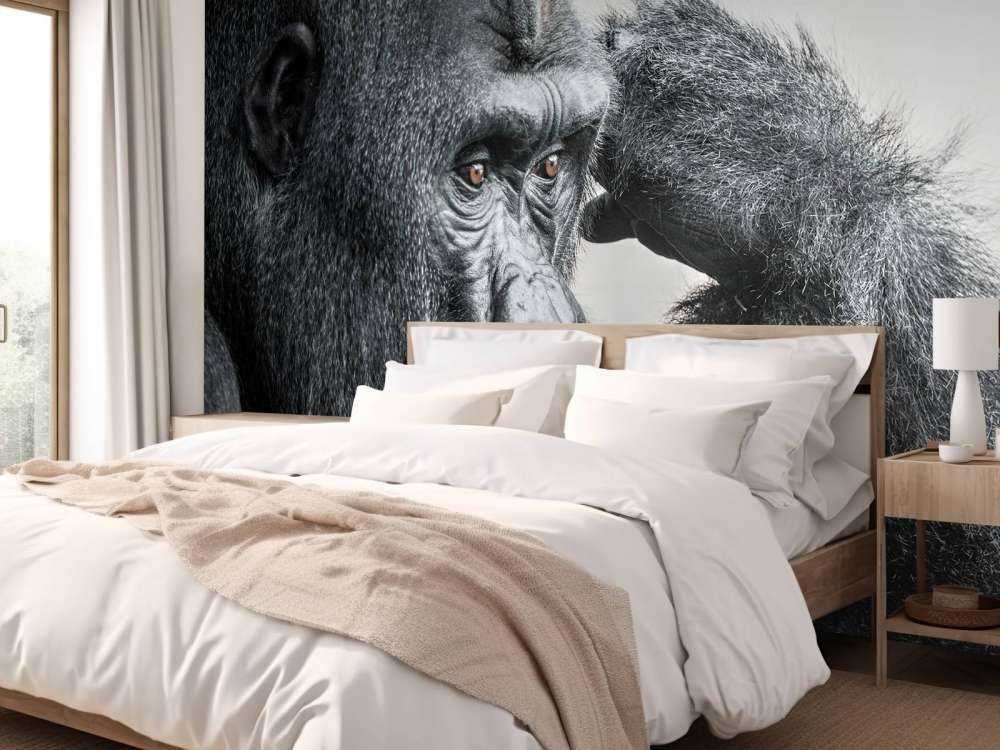 Gorilla svart og hvitt