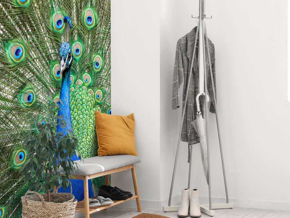 Påfågel med utspända fjädrar