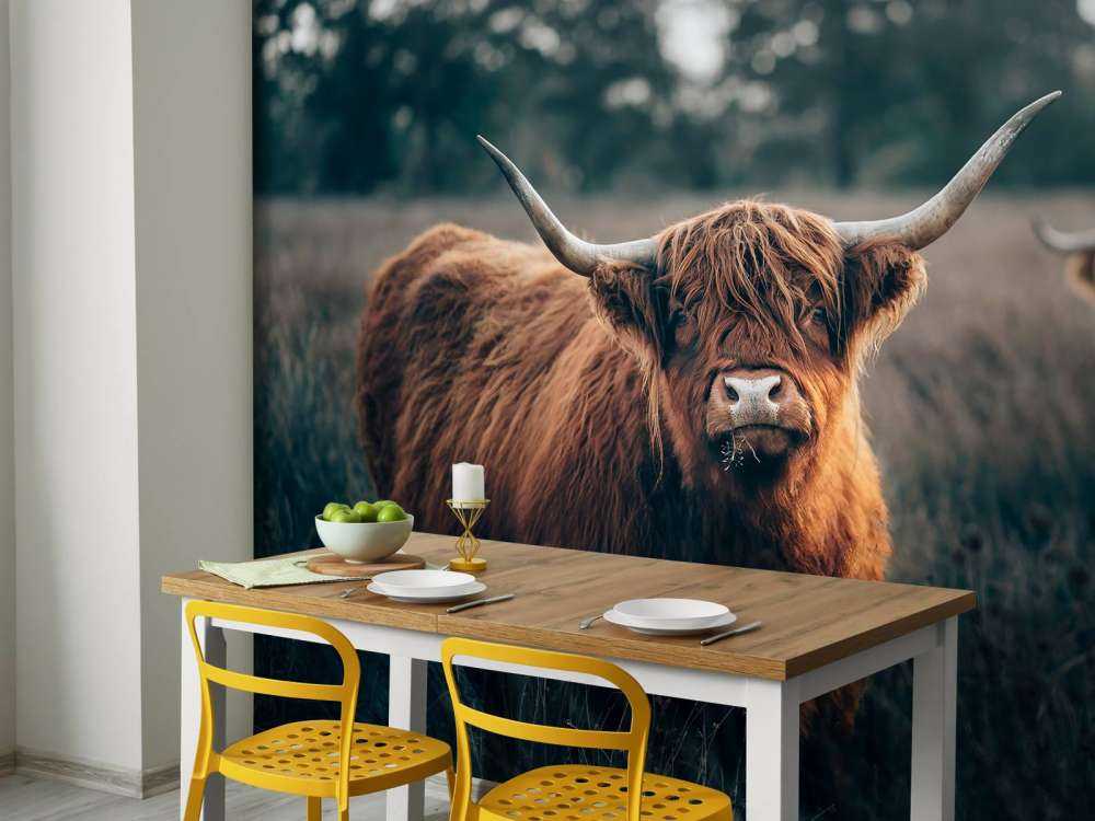 Skotsk högländare i närbild