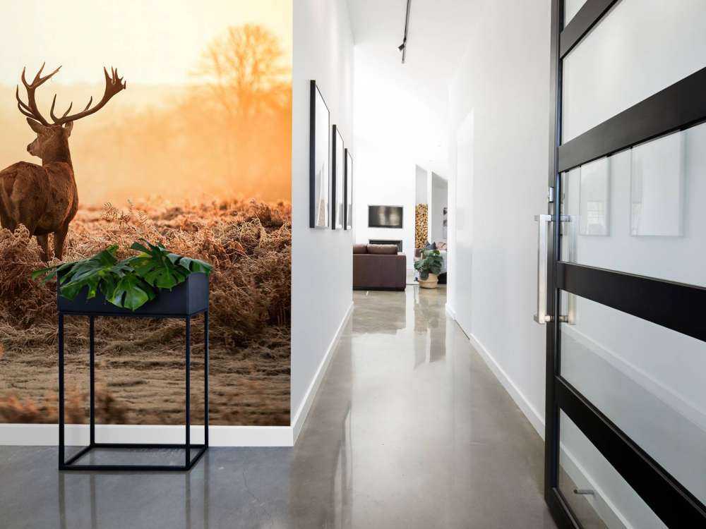 Rådjur i soluppgång