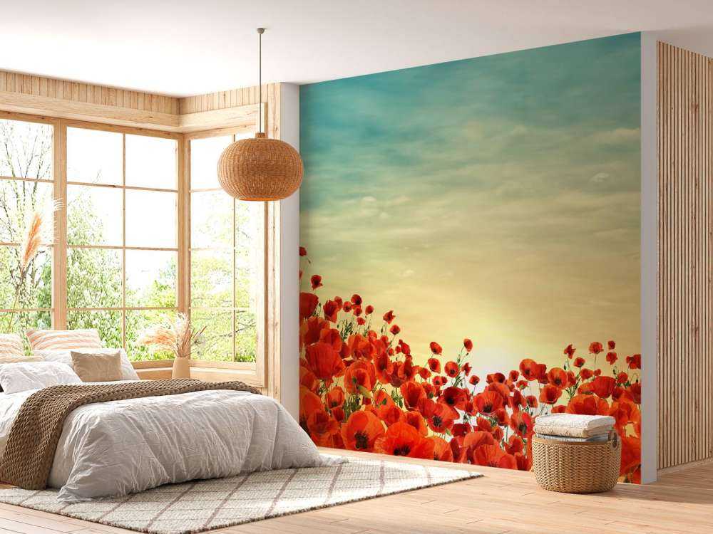 Vallmor i solnedgången