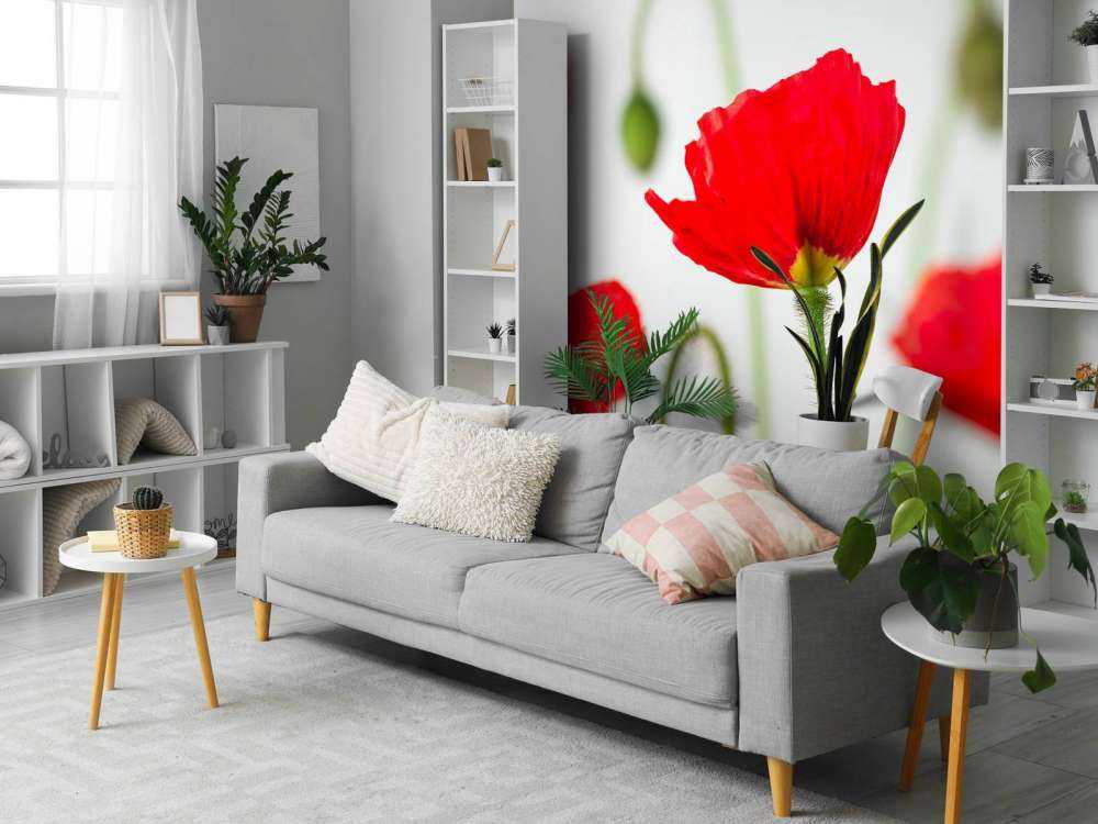 Närbild av röda vallmor