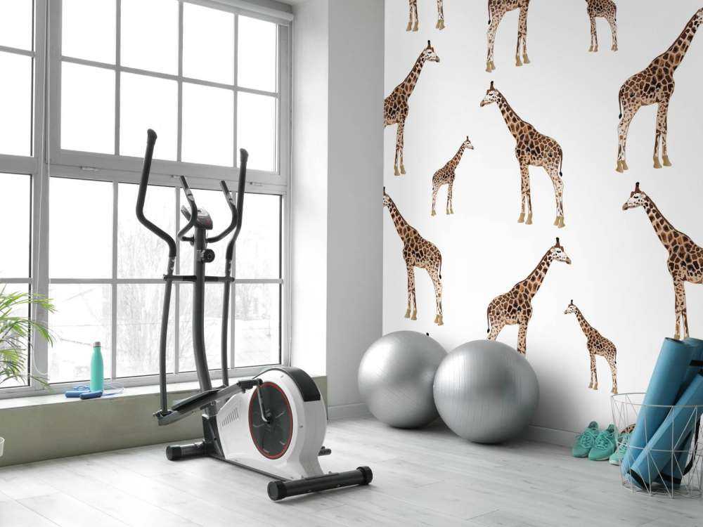 Giraffer
